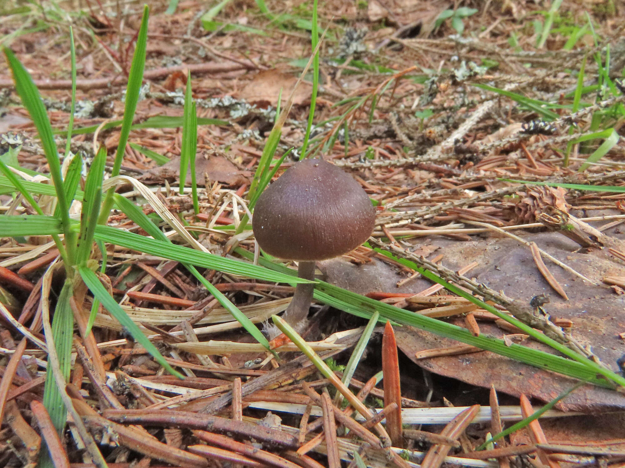 Sivun Mycena plumipes (Kalchbr.) P.-A. Moreau 2003 kuva