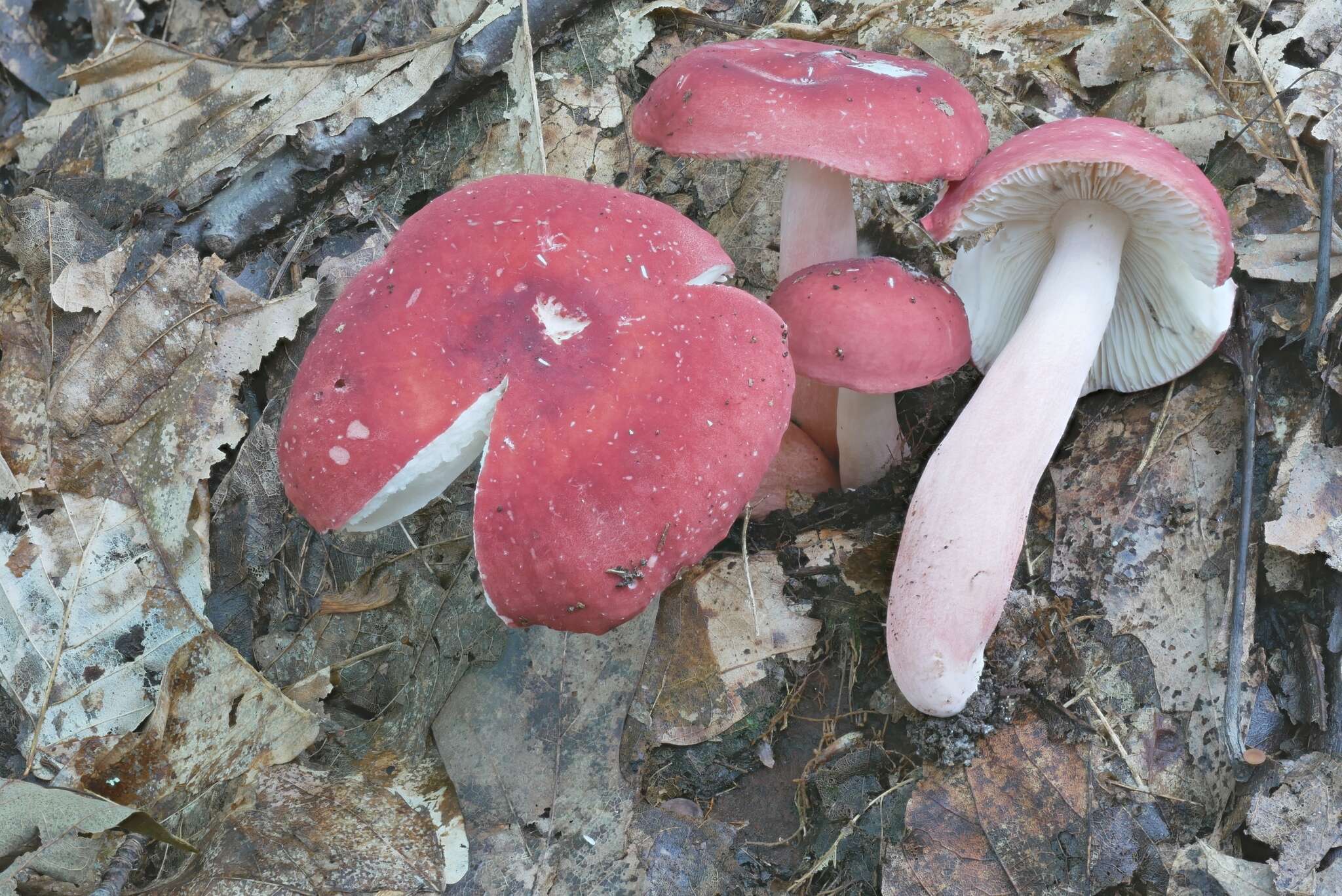 Sivun Russula rubellipes Fatto 1998 kuva