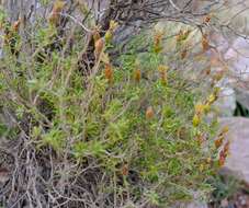 Imagem de Pteronia ciliata Thunb.