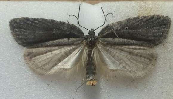 Image of Acleris caliginosana Walker 1863