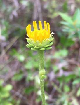 Image of oneflower honeycombhead