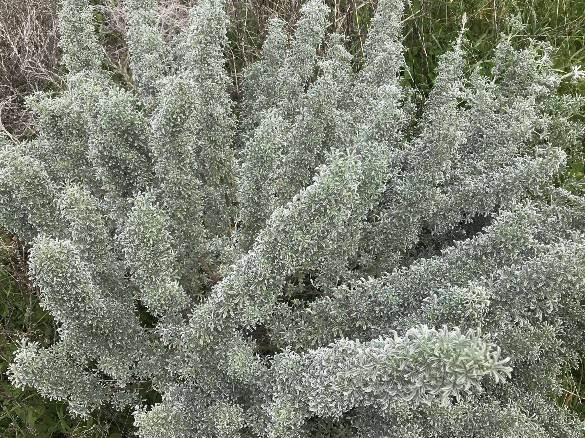 Image of Douglas' silver lupine