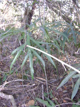 Image of Anthurium podophyllum (Cham. & Schltdl.) Kunth