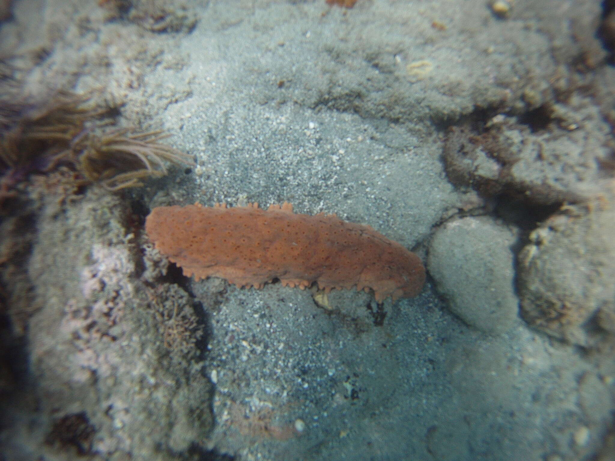 Image of Three-rowed Sea Cucumber