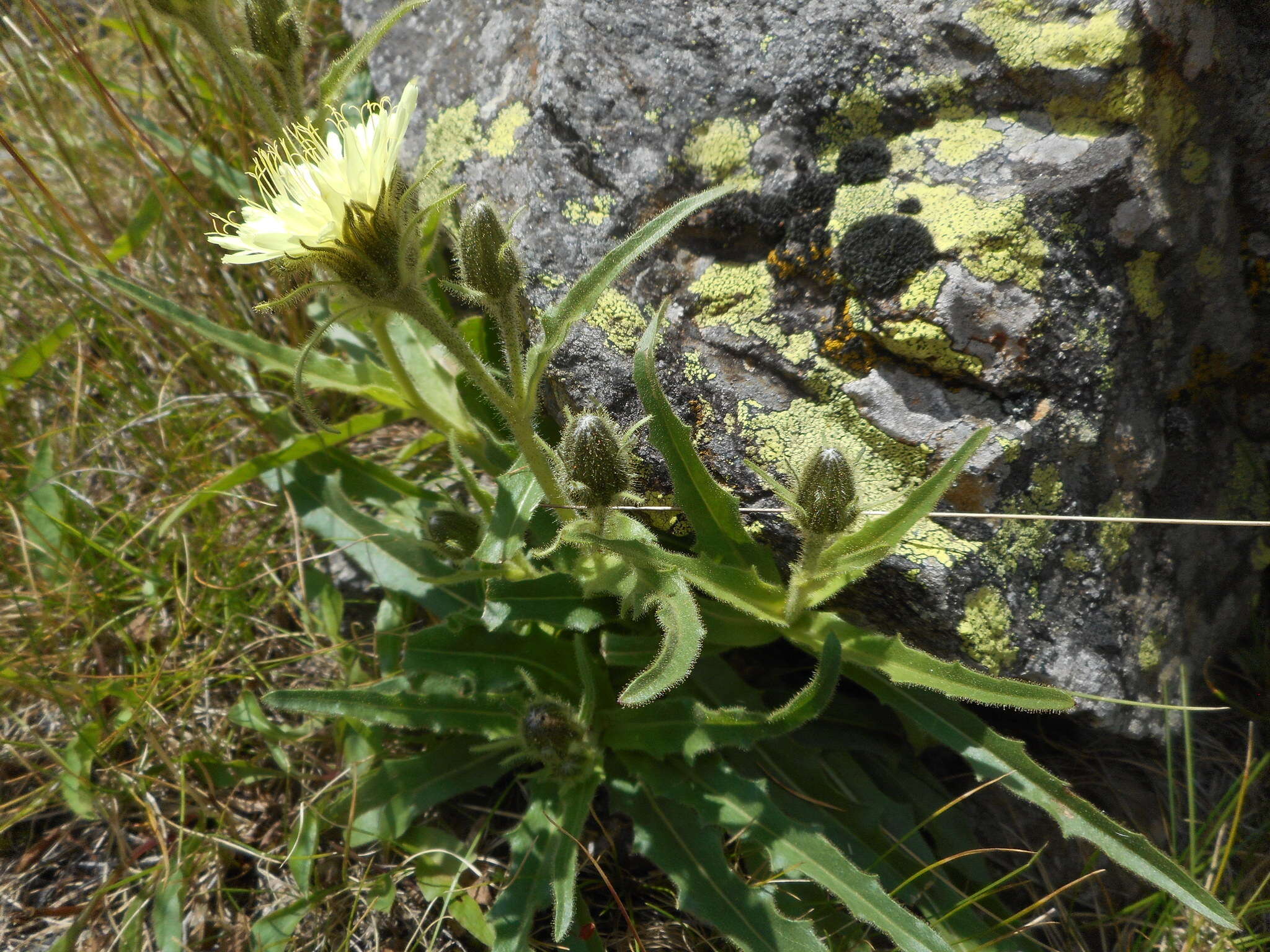 Image of Schlagintweitia intybacea (All.) Griseb.