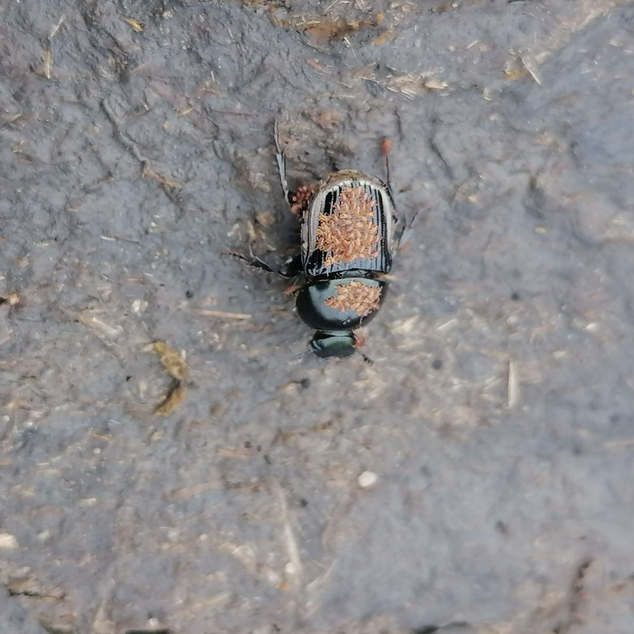 Image of Dung beetle