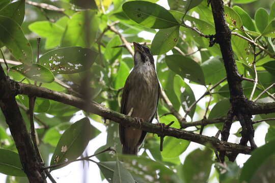 صورة Saltator albicollis guadelupensis Lafresnaye 1844