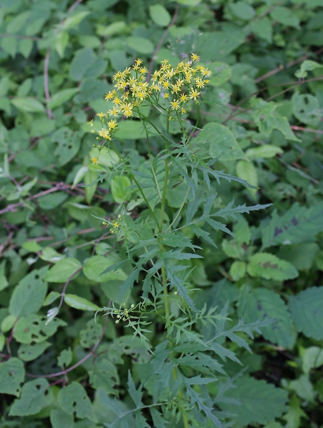 Image of Nemosenecio nikoensis (Miq.) B. Nord.