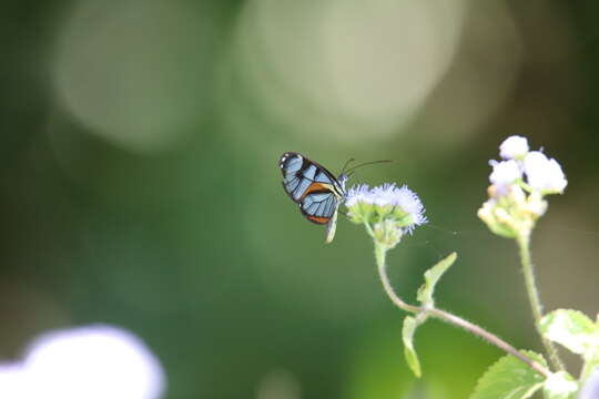 Imagem de Ithomia diasia Hewitson 1854