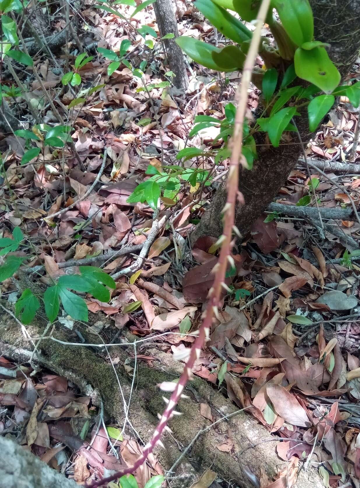 Imagem de Bulbophyllum rubrum Jum. & H. Perrier