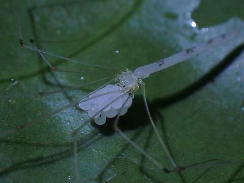 Leptopholcus borneensis Deeleman-Reinhold 1986的图像