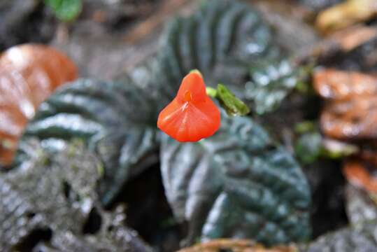 Image of Gasteranthus crispus (Mansf.) Wiehler