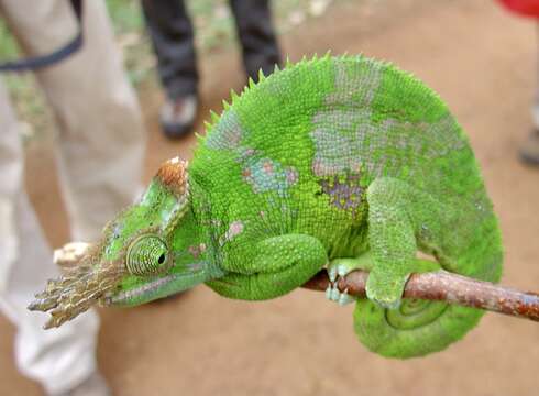 Image of West Usambara Blade-horned Chameleon