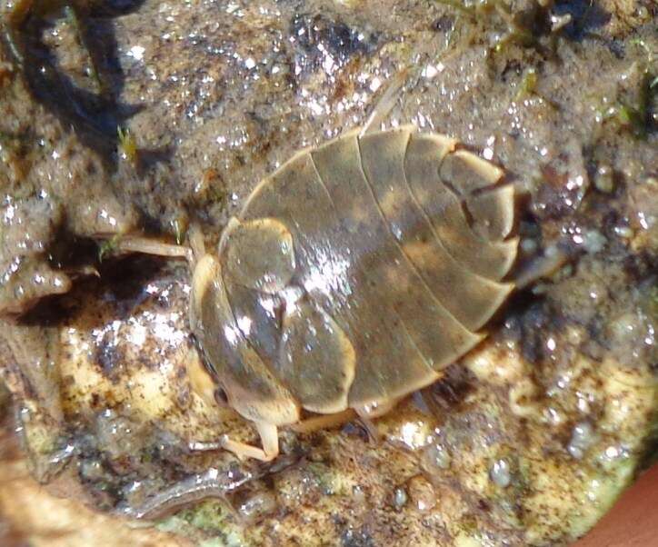 Image of Aphelocheirus subgen. Aphelocheirus Westwood 1833