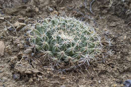 Image de Mammillaria brandegeei (J. M. Coult.) Engelm. ex K. Brandegee