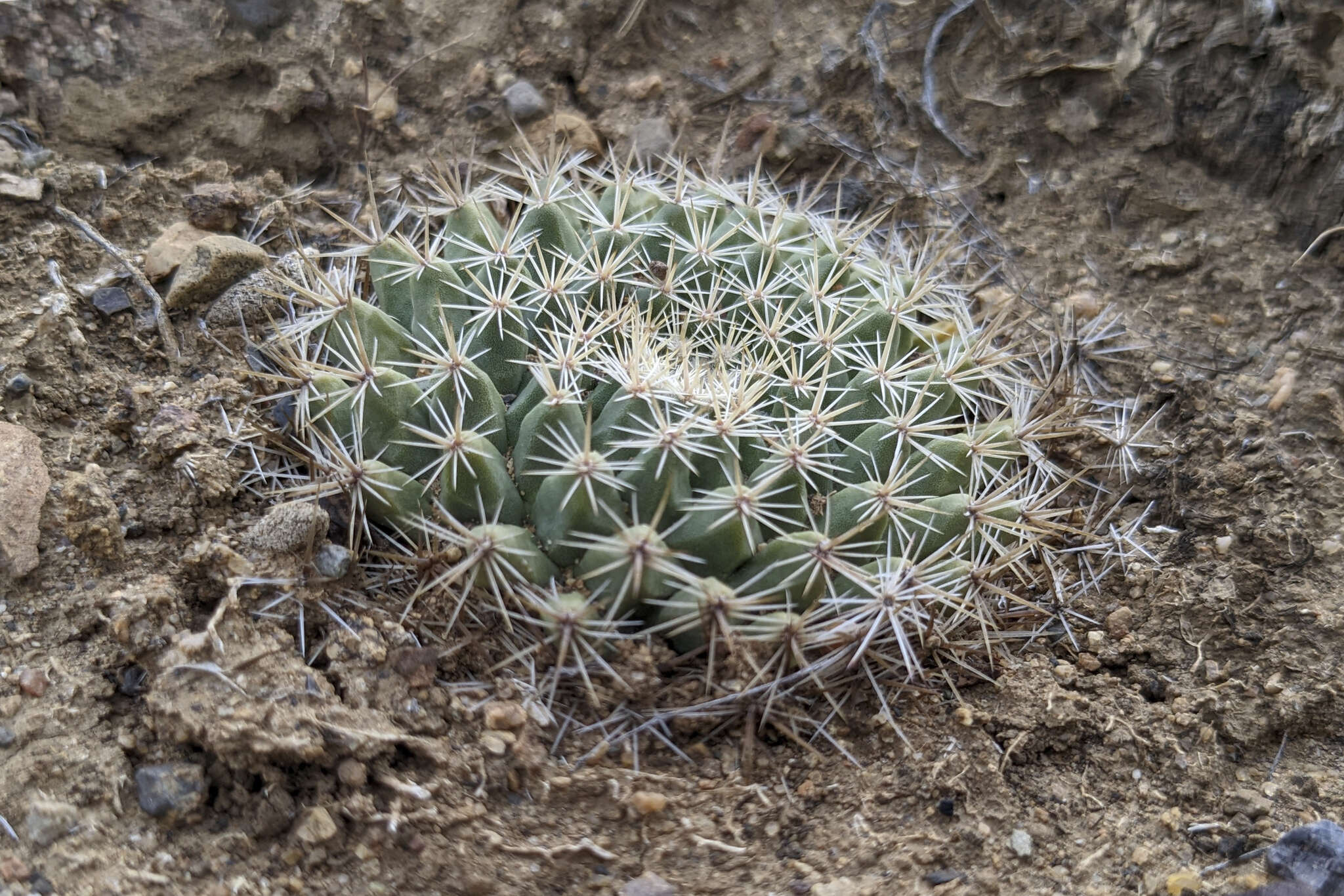 Image de Mammillaria brandegeei (J. M. Coult.) Engelm. ex K. Brandegee