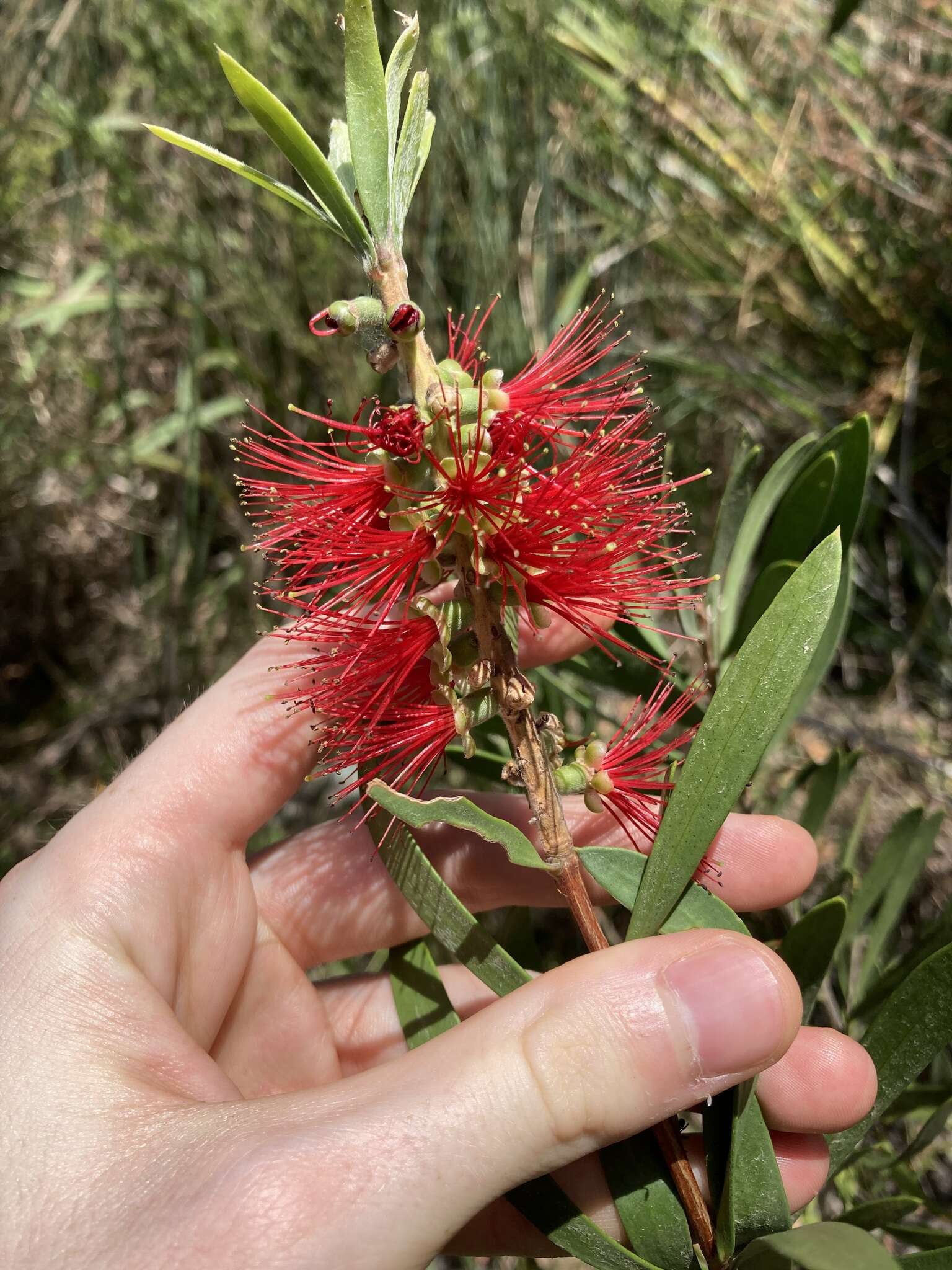 Sivun Callistemon pachyphyllus Cheel kuva