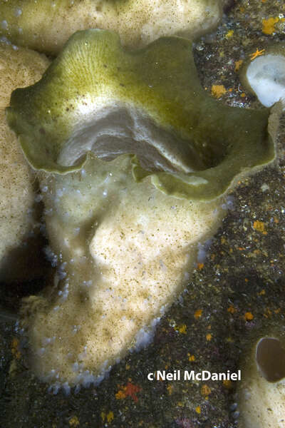 Image of Round-Lipped Boot Sponge