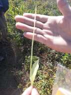 Image of adder's-tongue