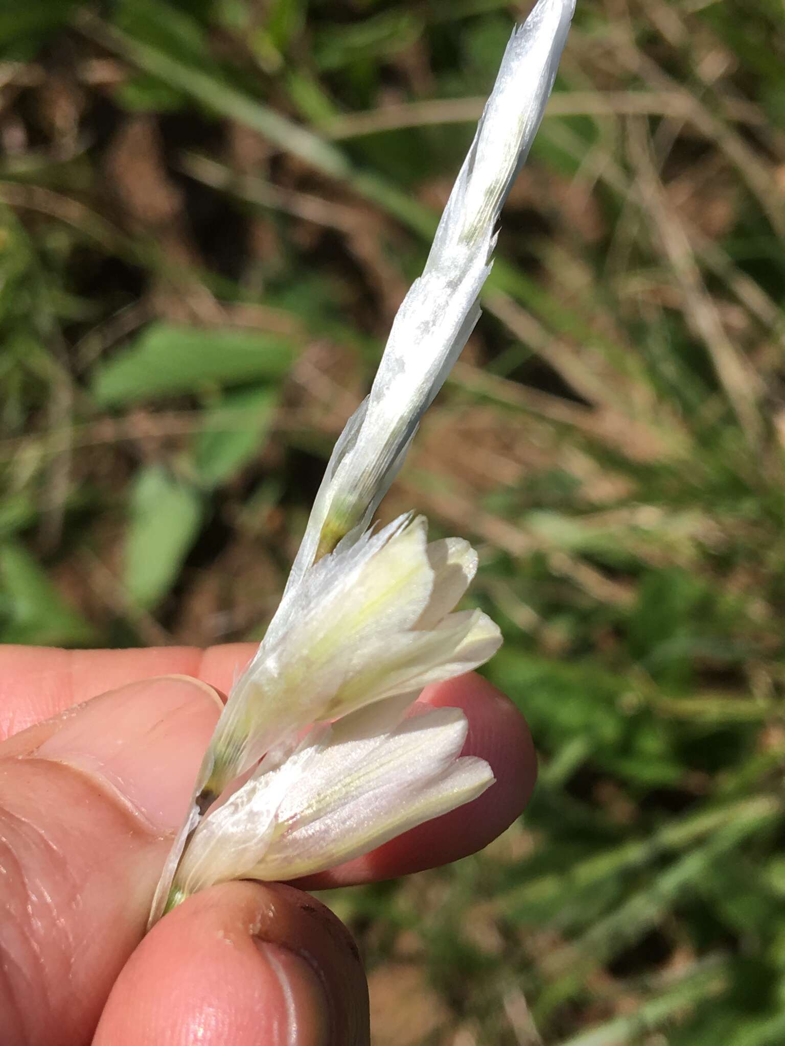 Image of Dierama pallidum Hilliard