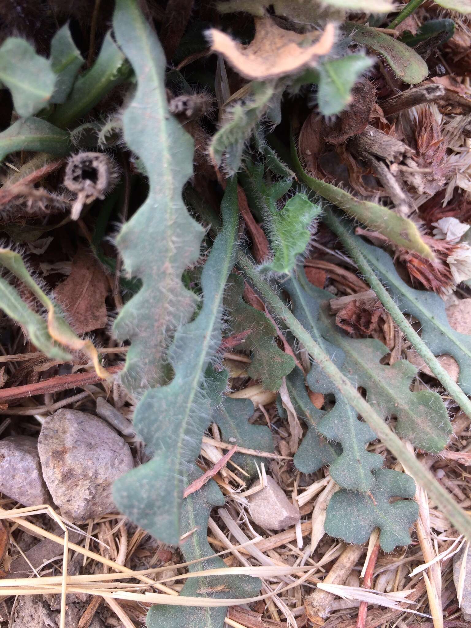 Imagem de Limonium sinuatum (L.) Miller