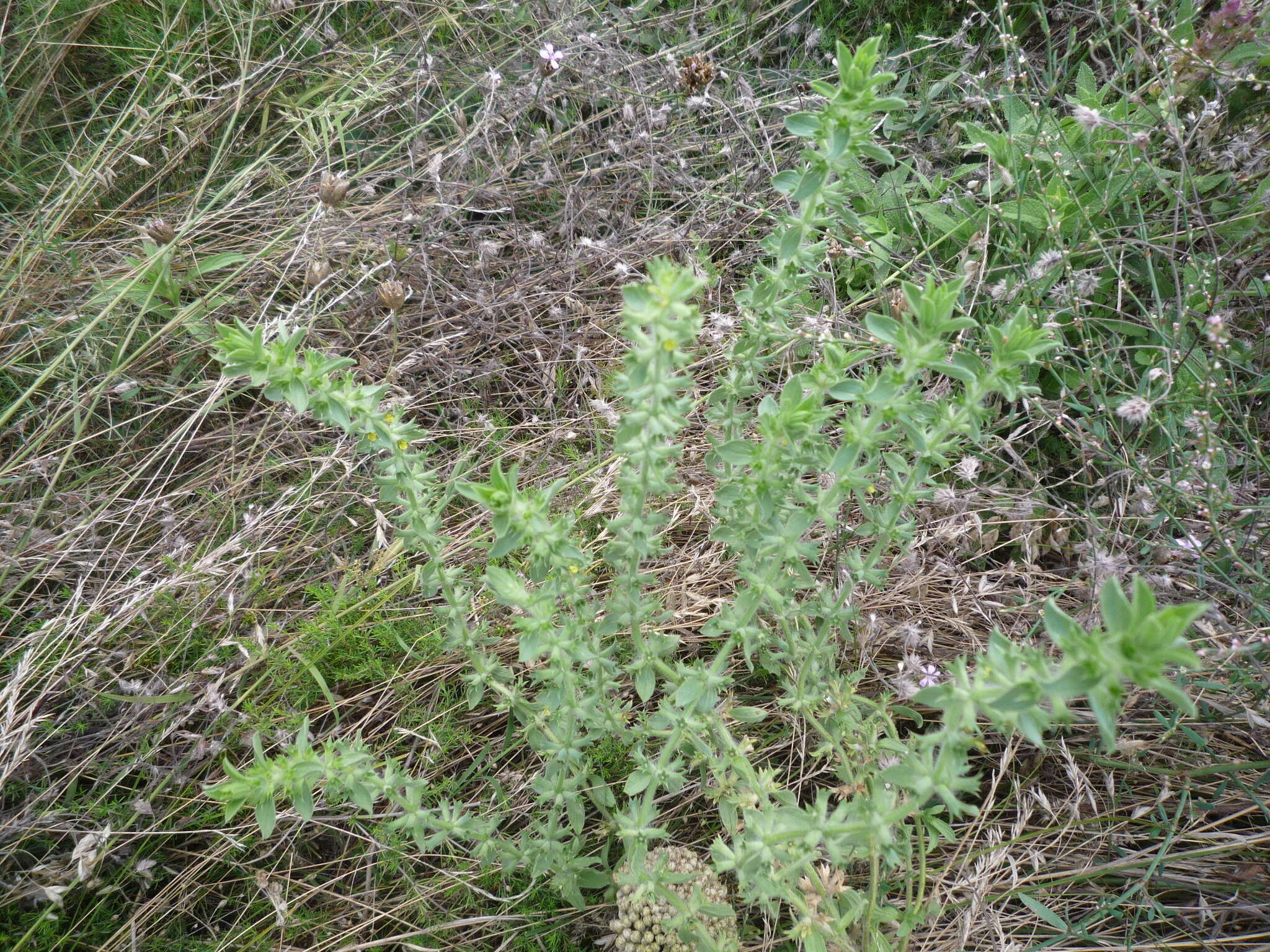 Image of Sideritis montana subsp. montana