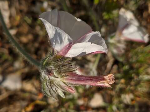 صورة Convolvulus lanuginosus Desr.