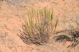 Image of Artemisia pauciflora