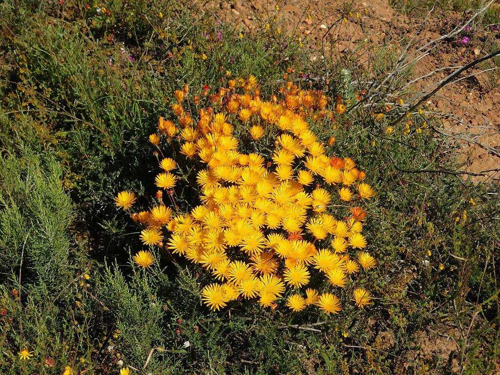 Imagem de Drosanthemum flavum (Haw.) Schwant.