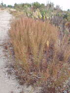 Image of largepod pinweed