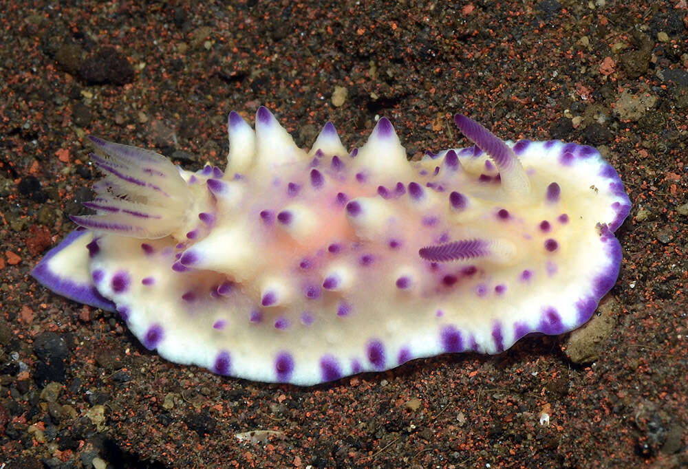 Image of Purple tipped multi-pustuled slug