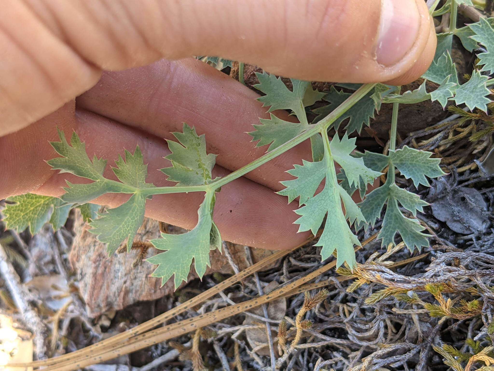 Слика од Lomatium howellii (S. Wats.) Jepson