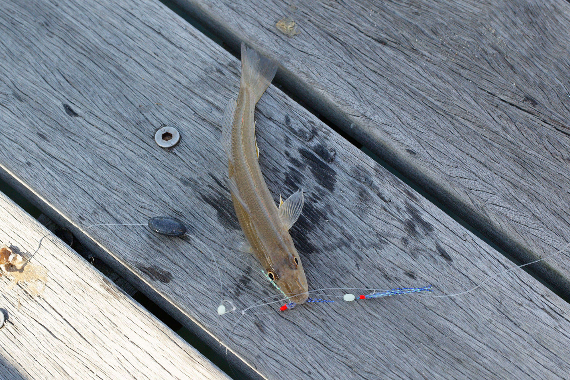 Image of Golden lined whiting