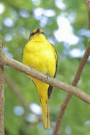 Image of Orange Minivet