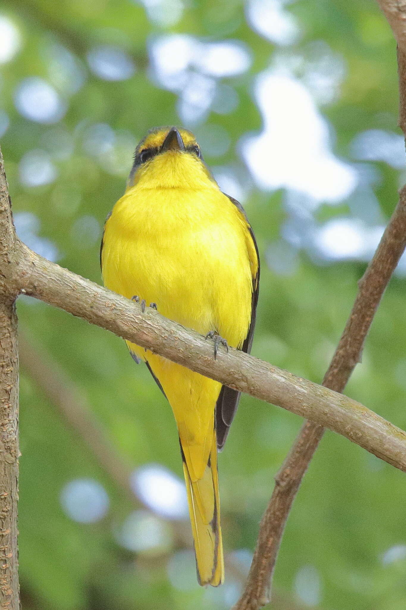 Image of Orange Minivet