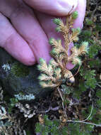 Image of Hansen's spikemoss