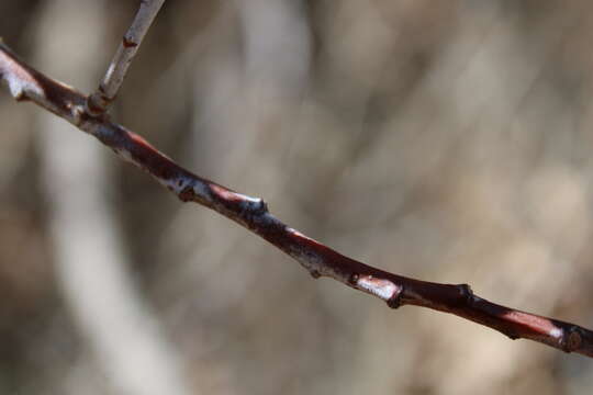 Imagem de Salix irrorata Anderss.