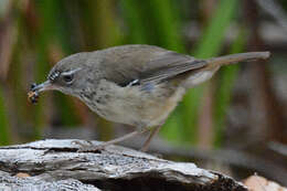 Image of Spotted Scrubwren