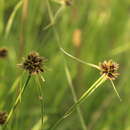 Image of Cyperus schlechteri C. B. Clarke