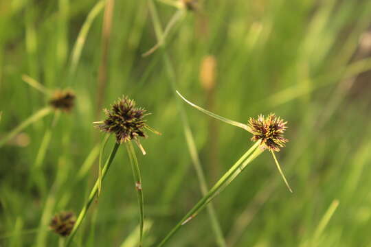 Image of Cyperus schlechteri C. B. Clarke