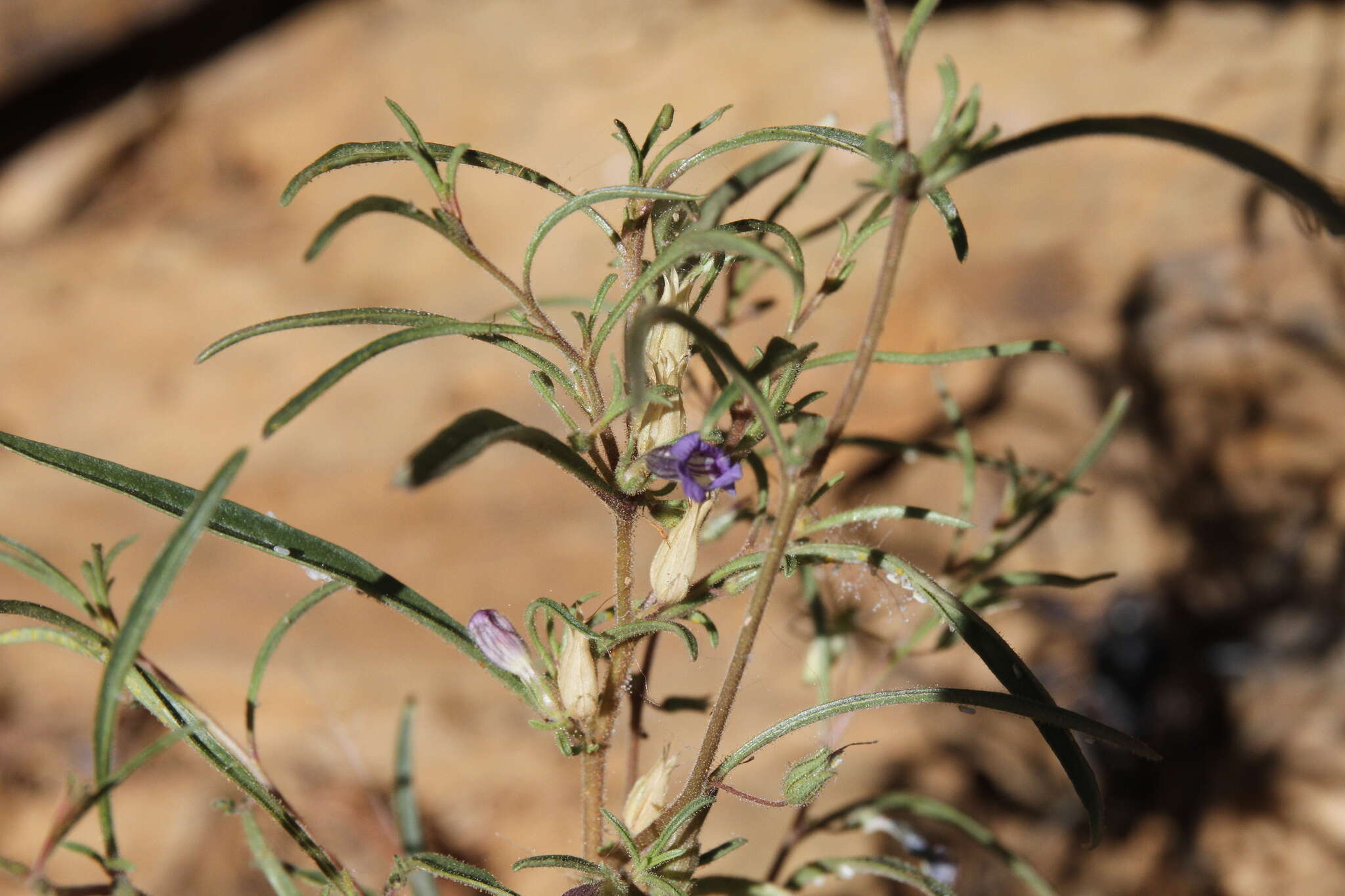 Image de Anticharis senegalensis (Walp.) Bhandari