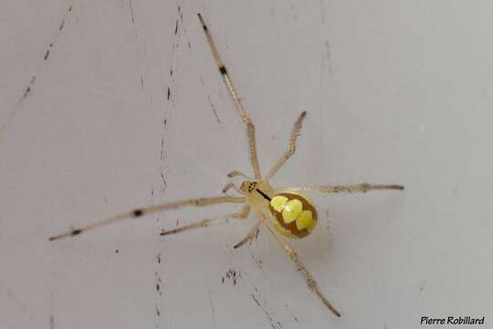 Image of Theridion frondeum Hentz 1850