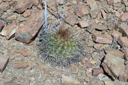 Image of Parodia maassii (Heese) A. Berger