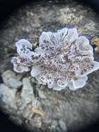 Image of glypholecia lichen