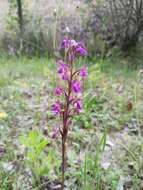 Image of Dactylorhiza elata subsp. sesquipedalis (Willd.) Soó