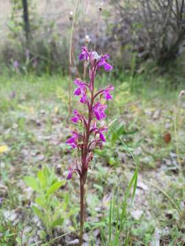 Imagem de Dactylorhiza elata subsp. sesquipedalis (Willd.) Soó