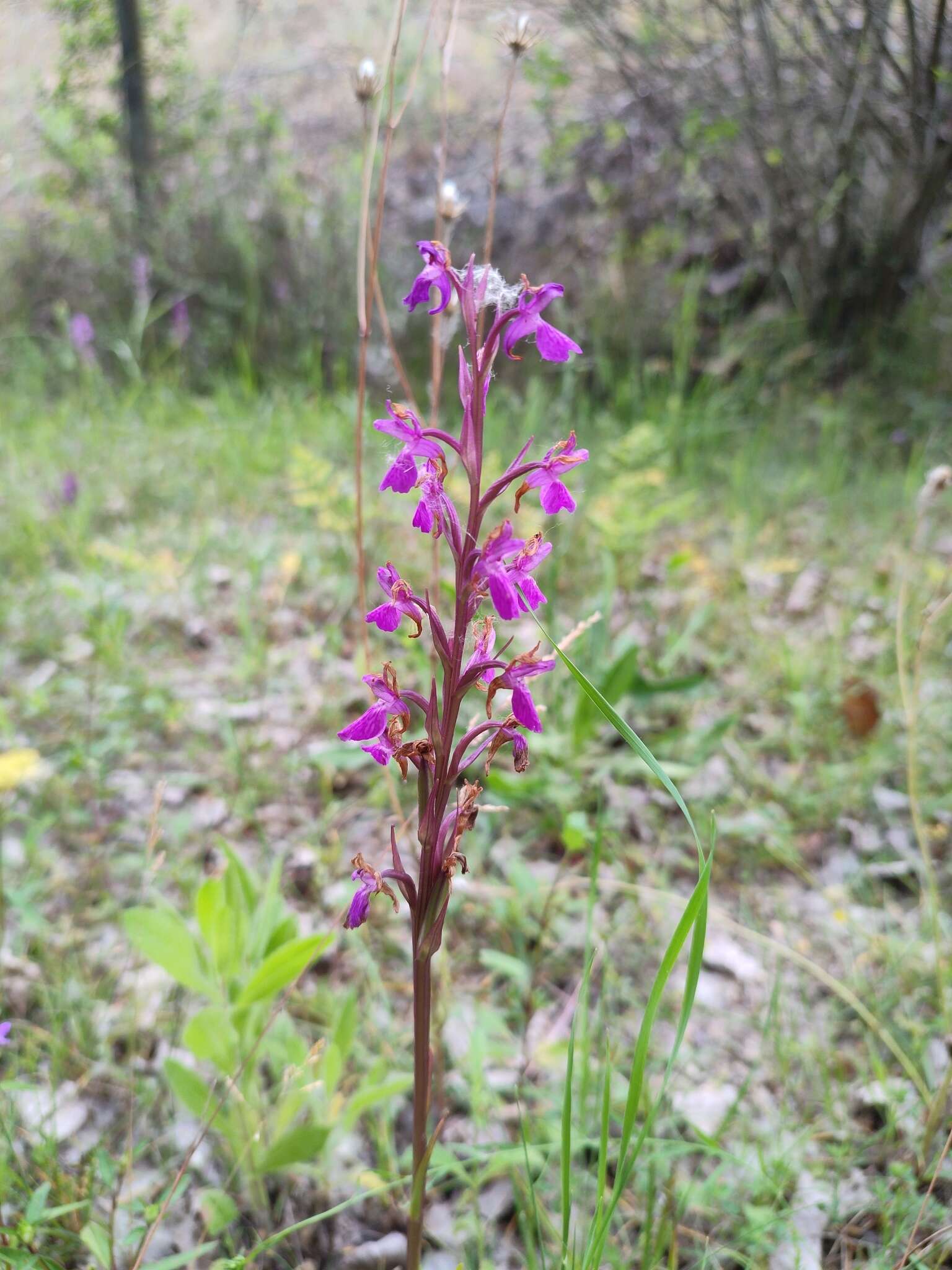 Image of Dactylorhiza elata subsp. sesquipedalis (Willd.) Soó