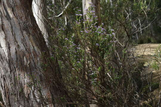 Image of Veronica formosa R. Br.