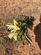 Imagem de Crinum flaccidum Herb.