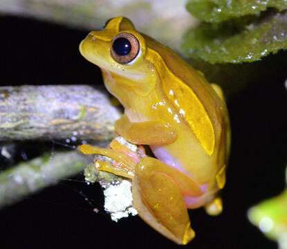 Image of Triangle Treefrog